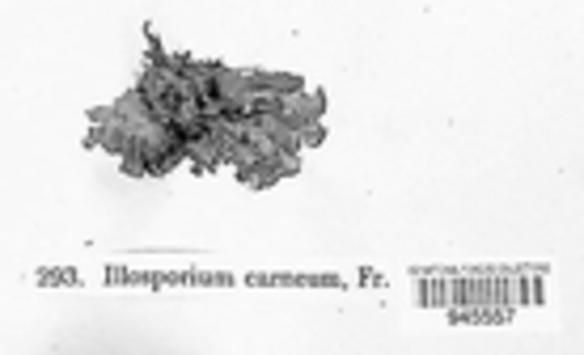 Illosporium image